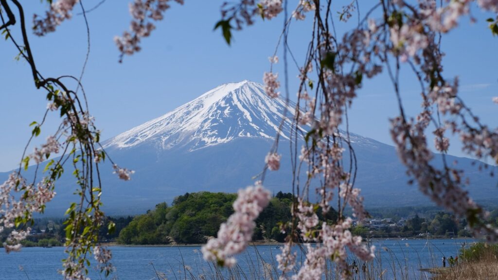 Mount Fuji in Japan framed by cherry blossoms